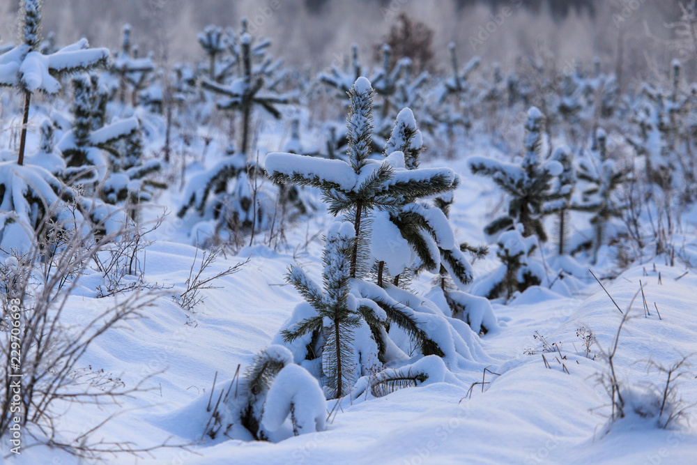 Snowy coniferous tree in the forest in winter