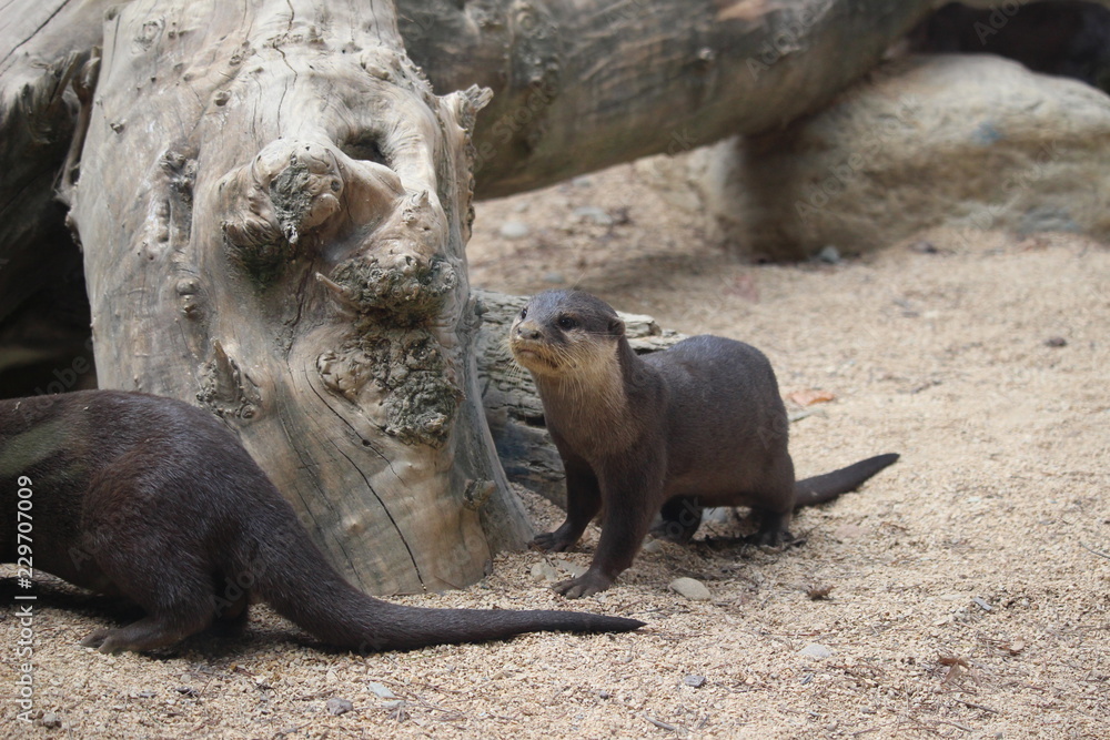 Obraz premium sleeping sea lion