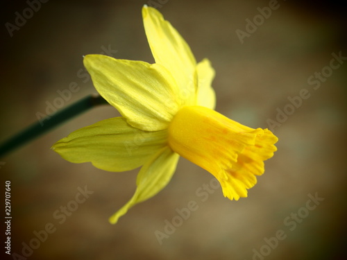 Fototapeta Naklejka Na Ścianę i Meble -  Narzisse - Art