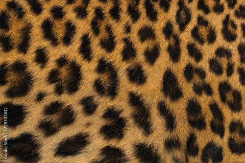 Leopard skin pattern for background.