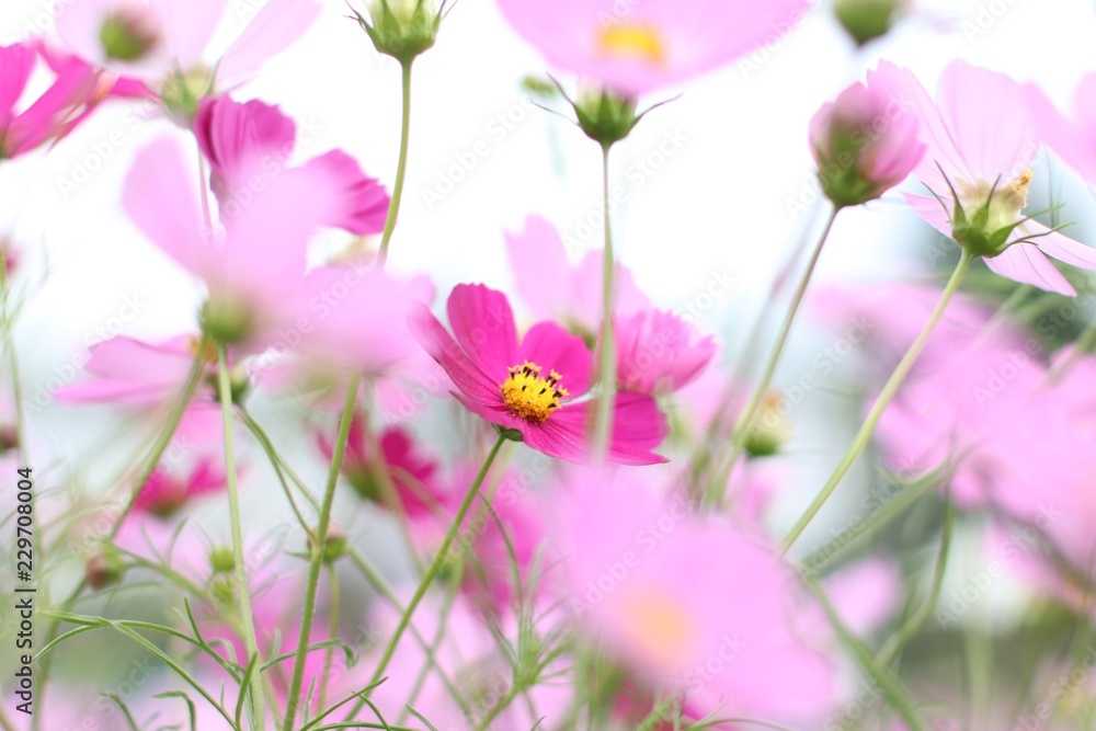 cosmos cosmos
