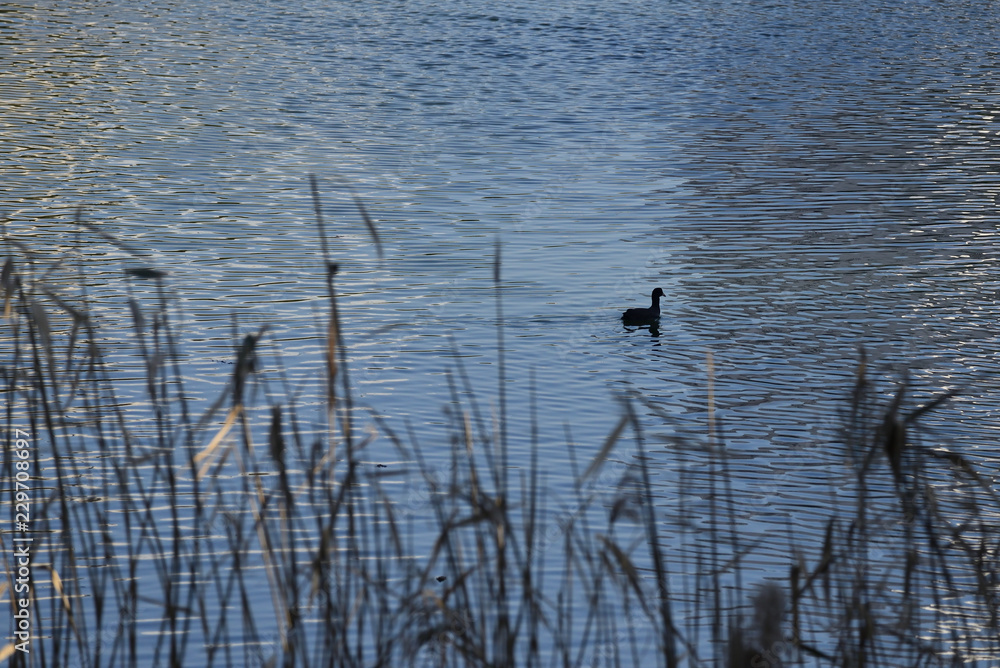 duck and grass silhouette