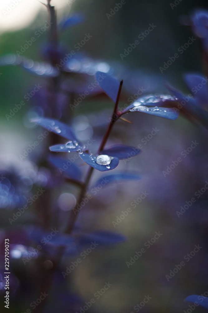 dew drops on the leaves of barberry dew drops on the leaves of barberry