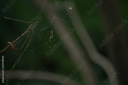 Wallpaper Mural Japanese Jorou Spider Torontodigital.ca