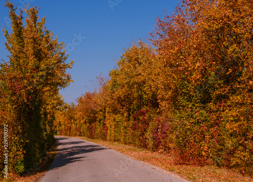 Herbstliche Straße