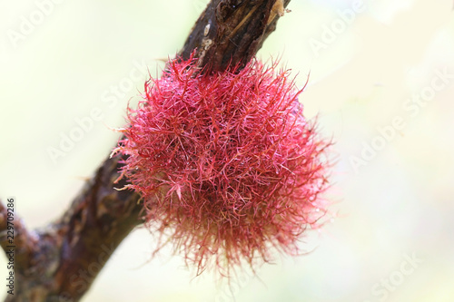 Rose bedeguar gall photo