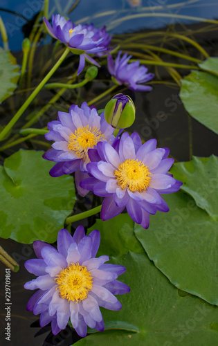 Nice lotus flower in pond