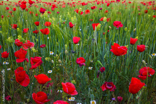 Fototapeta Naklejka Na Ścianę i Meble -  Campos de amapolas