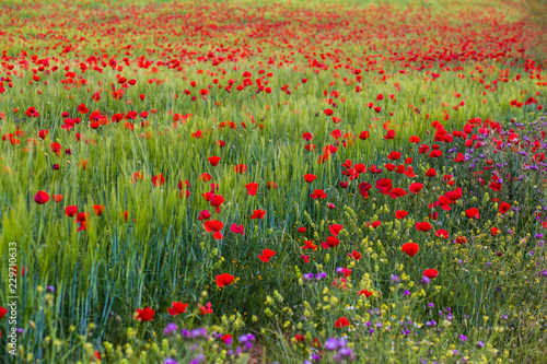 Fototapeta Naklejka Na Ścianę i Meble -  Campos de amapolas