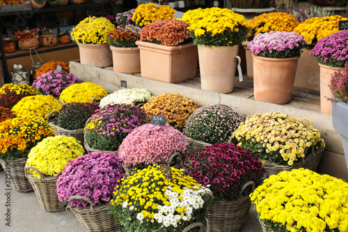 Obraz na płótnie Variety of potted chrysanthemum plant in the flowers bar.