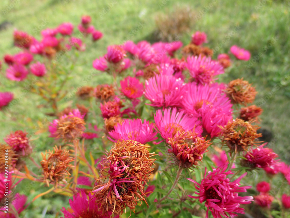 Beauty flowers garden nature plant Beauty flowers garden nature plant