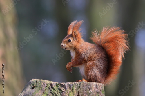 Art view on wild nature. Cute red squirrel with long pointed ears in autumn scene . Wildlife in November forest. Squirrel sitting on the stump with a nut. Sciurus vulgaris