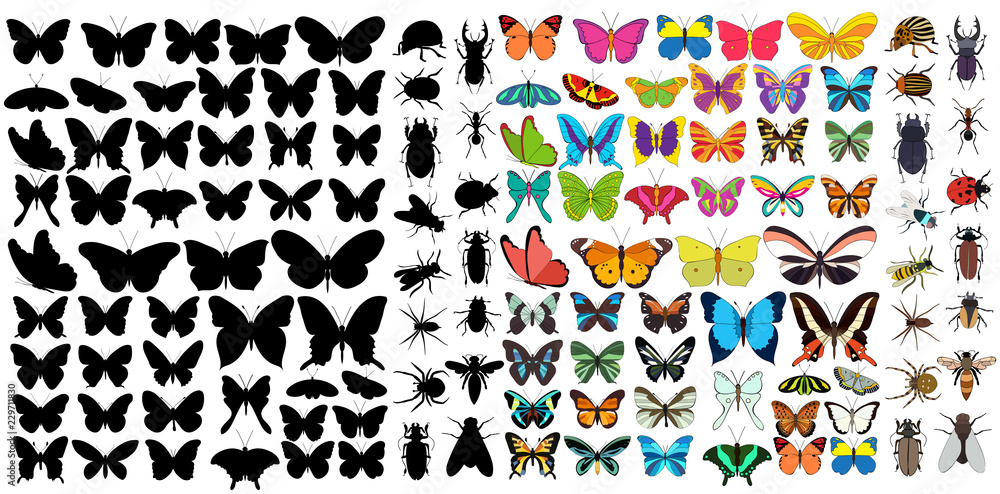 Obraz premium isolated, set of insects, beetles and butterflies