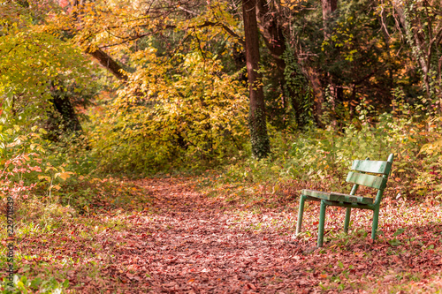Empty bench in park in autumn landscape © Simona Grigorescu
