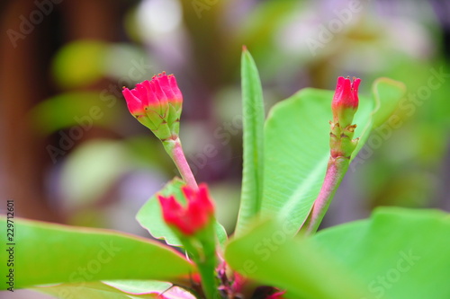 Poi Sian Flower which is meant Lucky, Happy and Money.