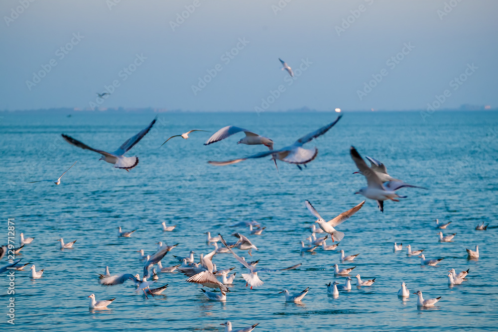 Scenic Sunset View with Silhouette Selective Focus on a Gull with blurry flock of gulls