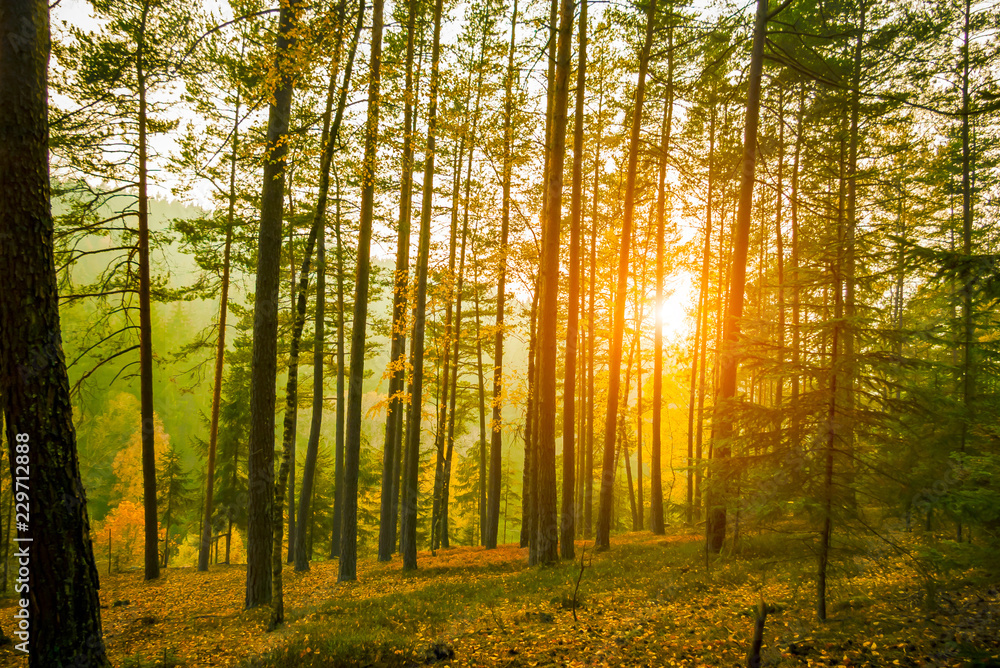 Fototapeta premium Kiefernwald mit Sonnenuntergang