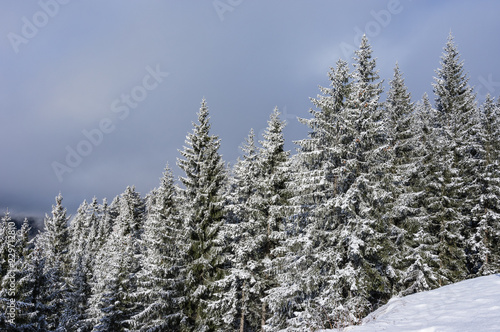 Tannenbäume mit Schnee
