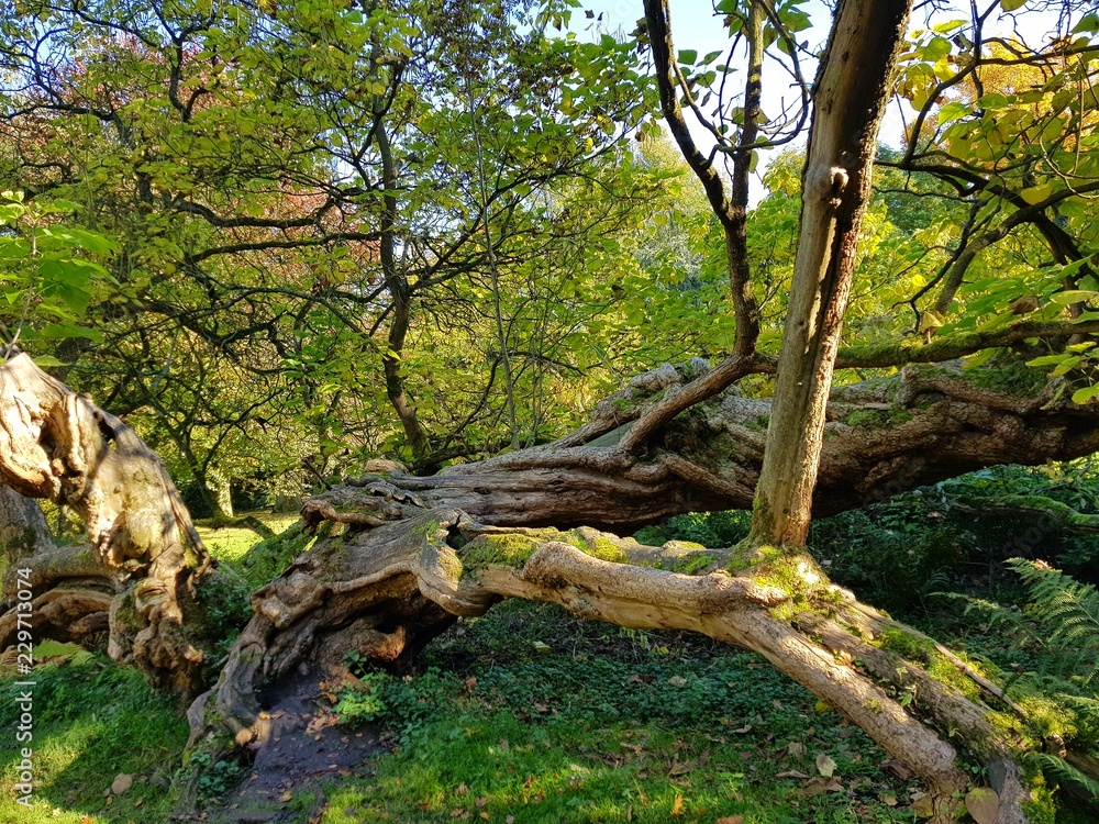 Baum Baum