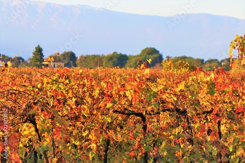 Panoramic view of a countryside cultivated vineyard field 