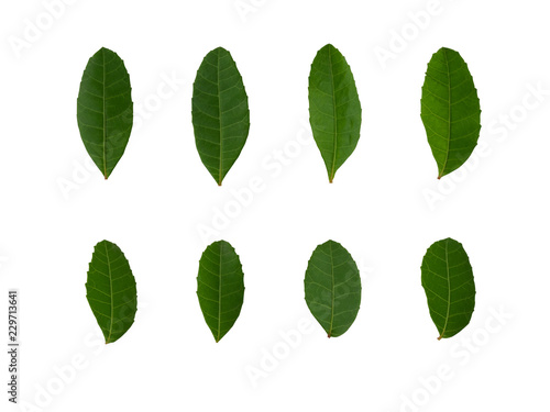 Fresh green leaf  isolated set on white © bwittaya