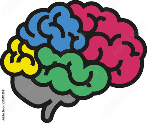 Multicolored illustration of the human brain with different departments