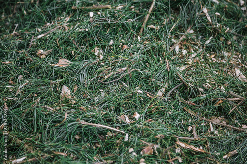 Mulch background. Sawdust with Christmas tree needles in forest.