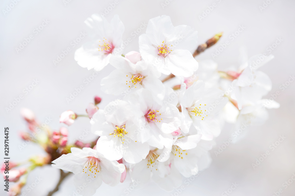 Fototapeta premium 桜
