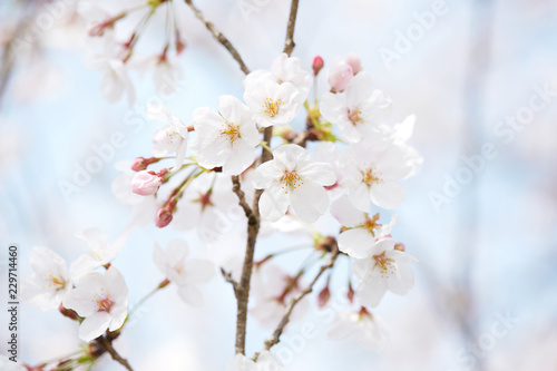 桜 © siro46