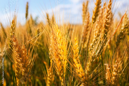 natural background with ripe Golden ears and wheat grains matured on a yieldi...