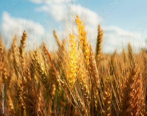 natural background with ripe ears and grains of wheat matured on a crop agric...