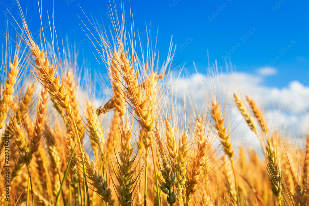natural background with ripe ears and grains of wheat matured on a crop agricultural field on a Sunny summer day natural background with ripe ears and grains of wheat matured on a crop agricultural field on a Sunny summer day