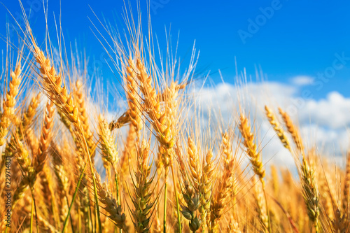  natural background with ripe ears and grains of wheat matured on a crop agricultural field on a Sunny summer day