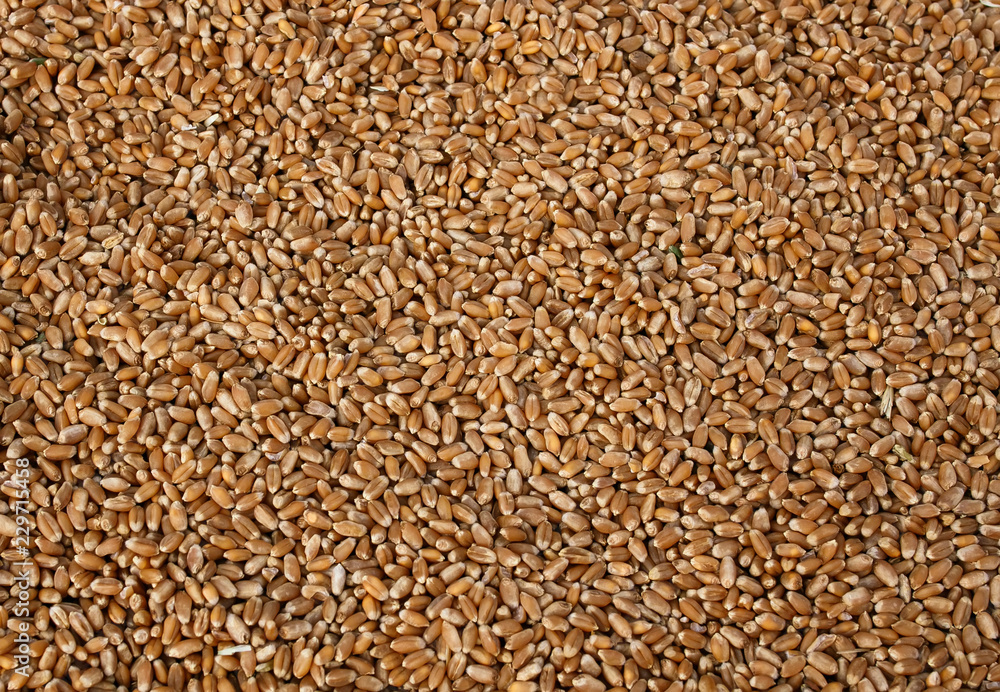 natural background with many Golden grains of wheat natural background with many Golden grains of wheat