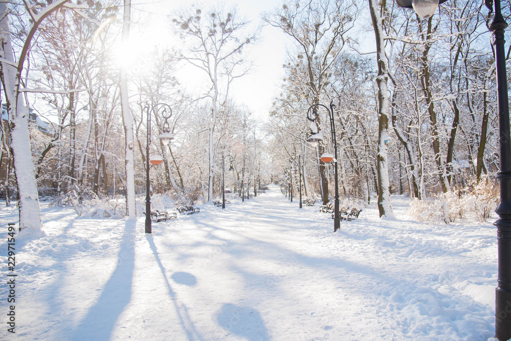 Obraz premium Snow-covered trees and benches in the city park. Sunset