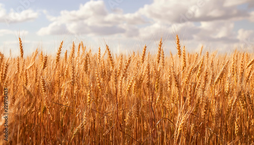 background with ripe Golden ears and wheat grains matured on a yielding agricultural field on a Sunny day and stretch to the blue sky