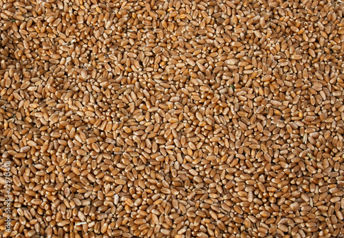 natural background with many Golden grains of wheat