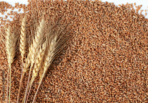 natural background with many Golden grains of wheat and ears