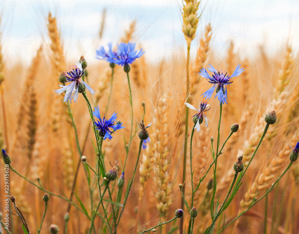 Obraz premium beautiful nature background with blue cornflowers wild flowers growing on a field with ripe Golden ears of corn, and the grains of wheat on a Sunny day