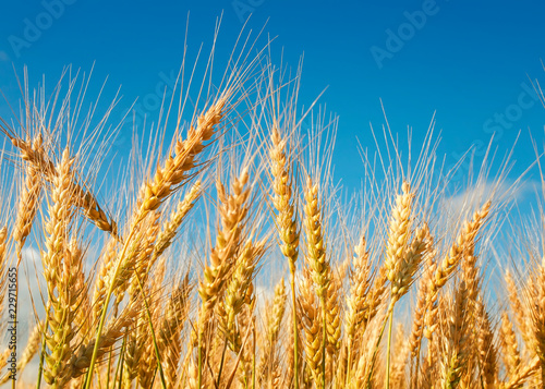 natural background with ripe Golden ears and wheat grains matured on a yielding agricultural field on a Sunny day and stretch to the blue sky
