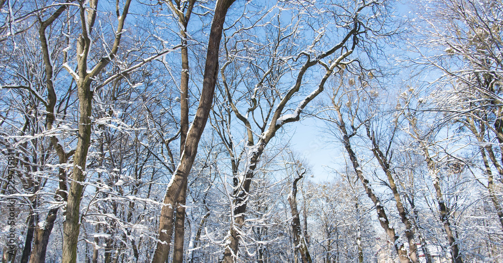 Trees with snow in winter park Trees with snow in winter park