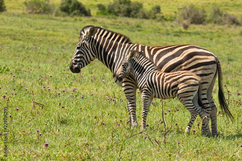 Burchell zebra young standing next to its mom in humid temperature while chewing grass