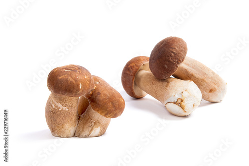 Several porcini mushrooms known as boletus edulis isolated on white background.
