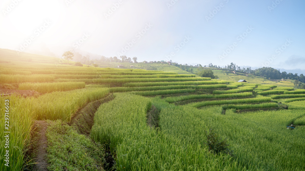 Terraced Rice Field with sunrise and blue sky in Chiangmai, Thailand.