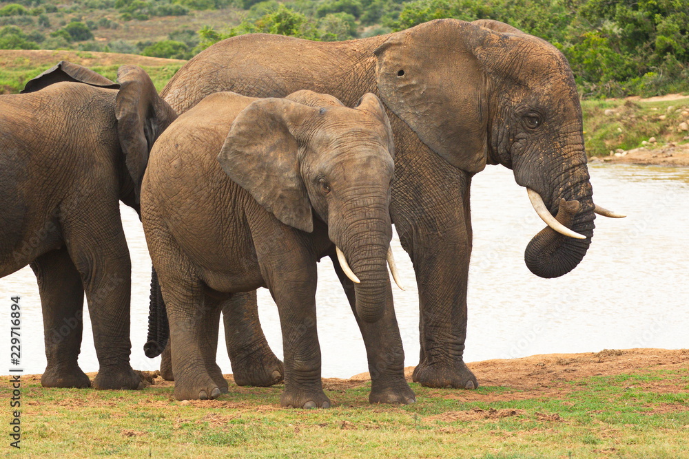 Fototapeta premium Elephant group standing at a waterhole