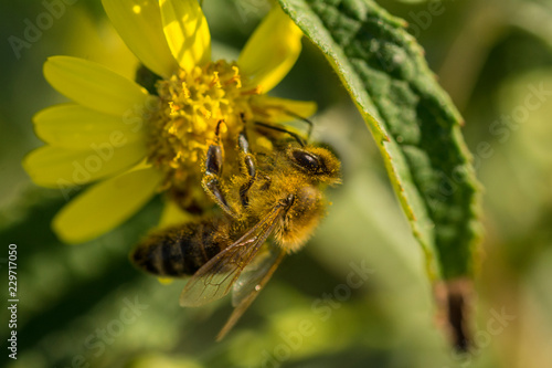 Biene auf Blüte © Chris