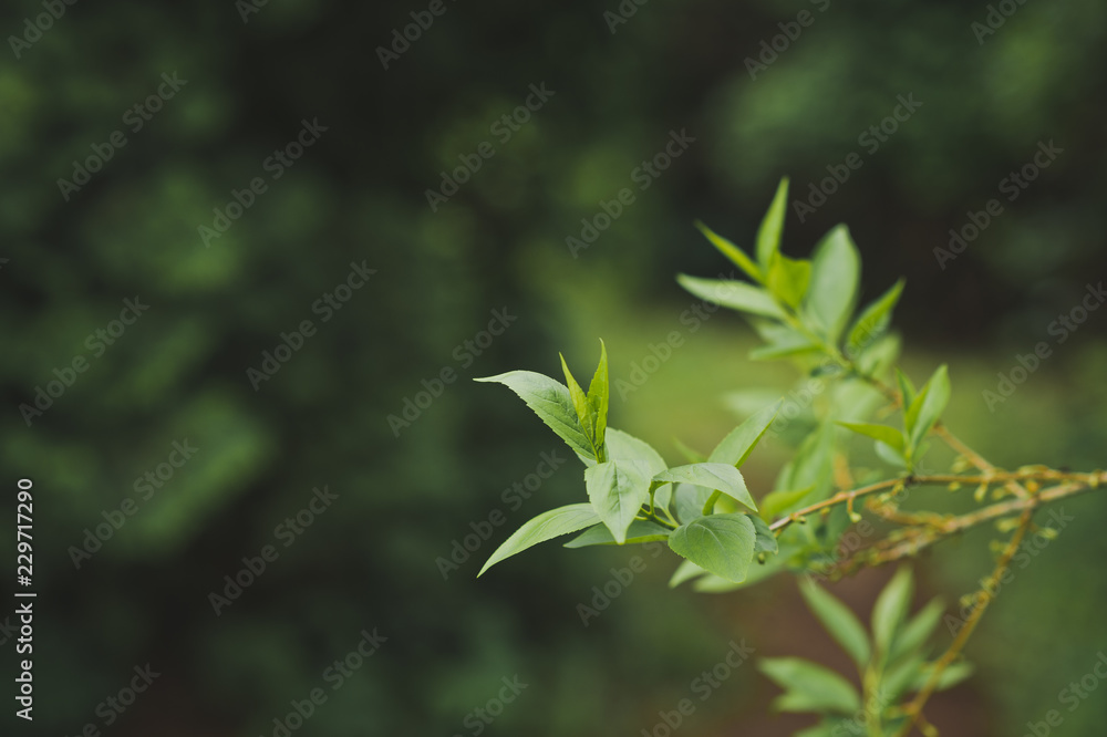 Green leaves blooming on a branch 1508. Green leaves blooming on a branch 1508.