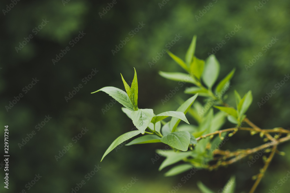 Young leaves appeared on a branch 1509.