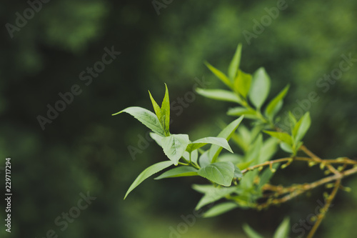 Young leaves appeared on a branch 1509. © alenazamotaeva