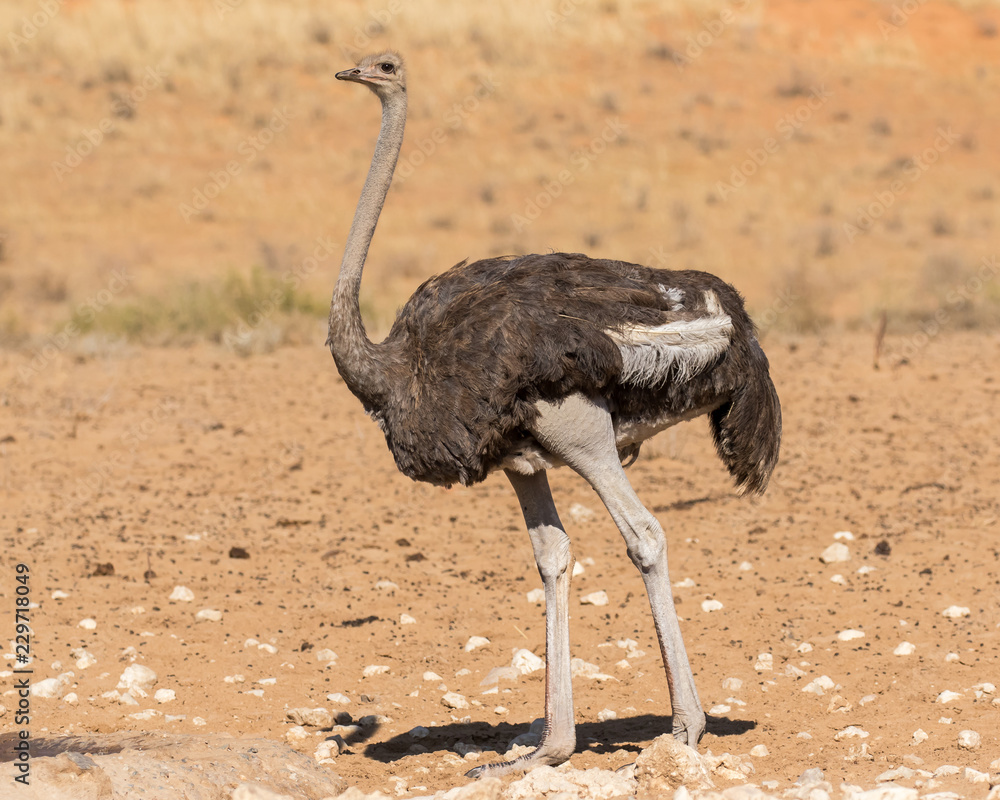Naklejka premium Ostrich walking in the red sand dunes of the Kgalagadi Transfrontier Park in South Africa